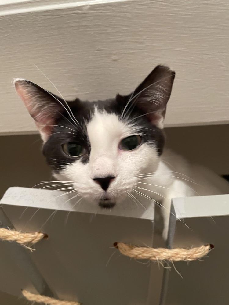 Enlarge Gwennie, a Adoptable Domestic Short Hair in Saint Augustine, FL image 1/6