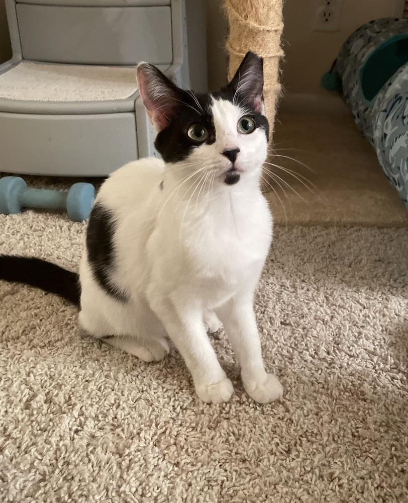 Enlarge Gwennie, a Adoptable Domestic Short Hair in Saint Augustine, FL image 3/6