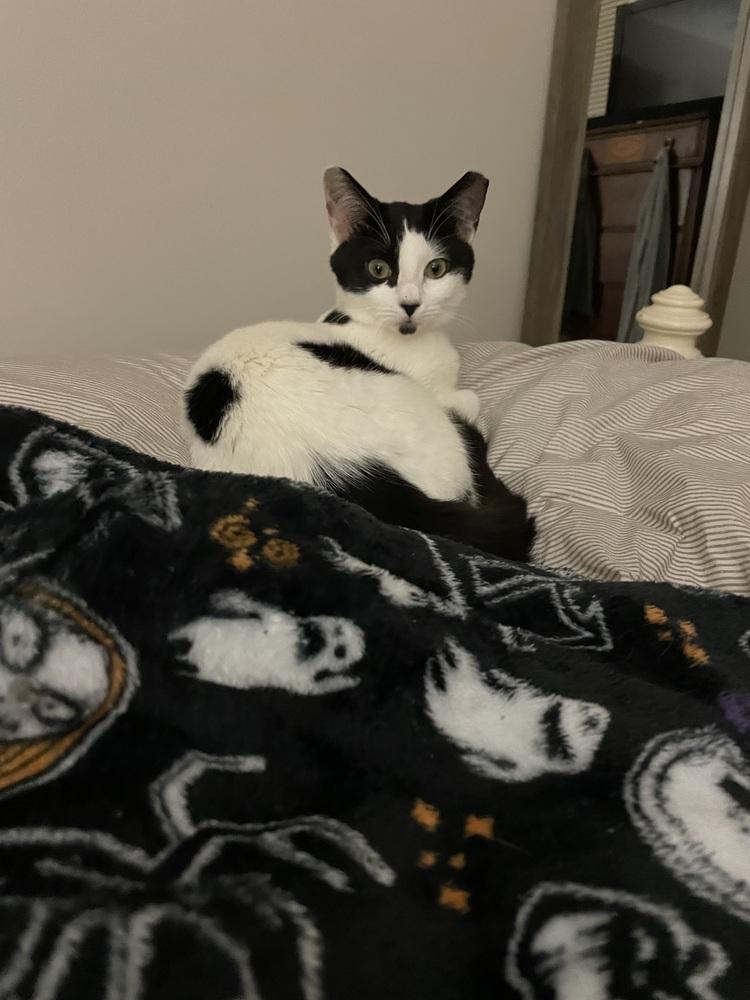 Enlarge Gwennie, a Adoptable Domestic Short Hair in Saint Augustine, FL image 2/3