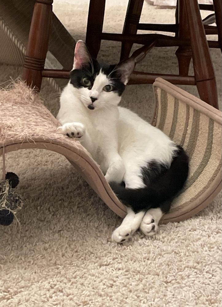 Enlarge Gwennie, a Adoptable Domestic Short Hair in Saint Augustine, FL image 4/6