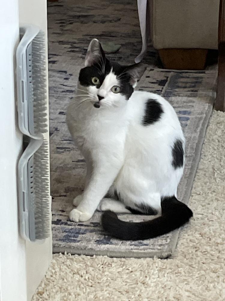 Enlarge Gwennie, a Adoptable Domestic Short Hair in Saint Augustine, FL image 3/3