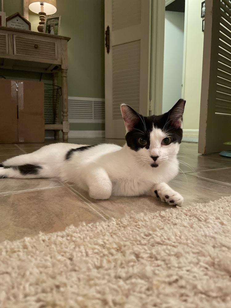 Enlarge Gwennie, a Adoptable Domestic Short Hair in Saint Augustine, FL image 6/6