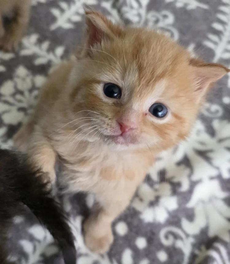 Andrew Clark, adoptable, Kitten Male Domestic Short Hair.