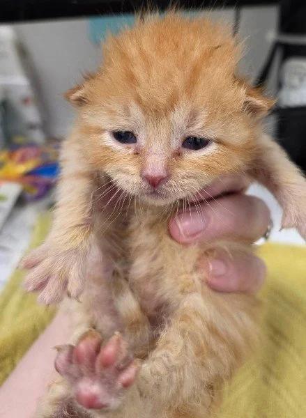 Enlarge Andrew Clark, an adoptable Domestic Short Hair in Davison, MI image 2/2