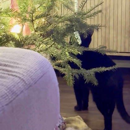 Coraline, Adoptable, Adult Female Domestic Short Hair.