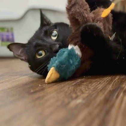 Coraline, Adoptable, Adult Female Domestic Short Hair.