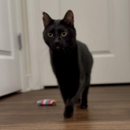 Enlarge Coraline, a Adoptable mixed breed in Atlanta, GA image 3/3