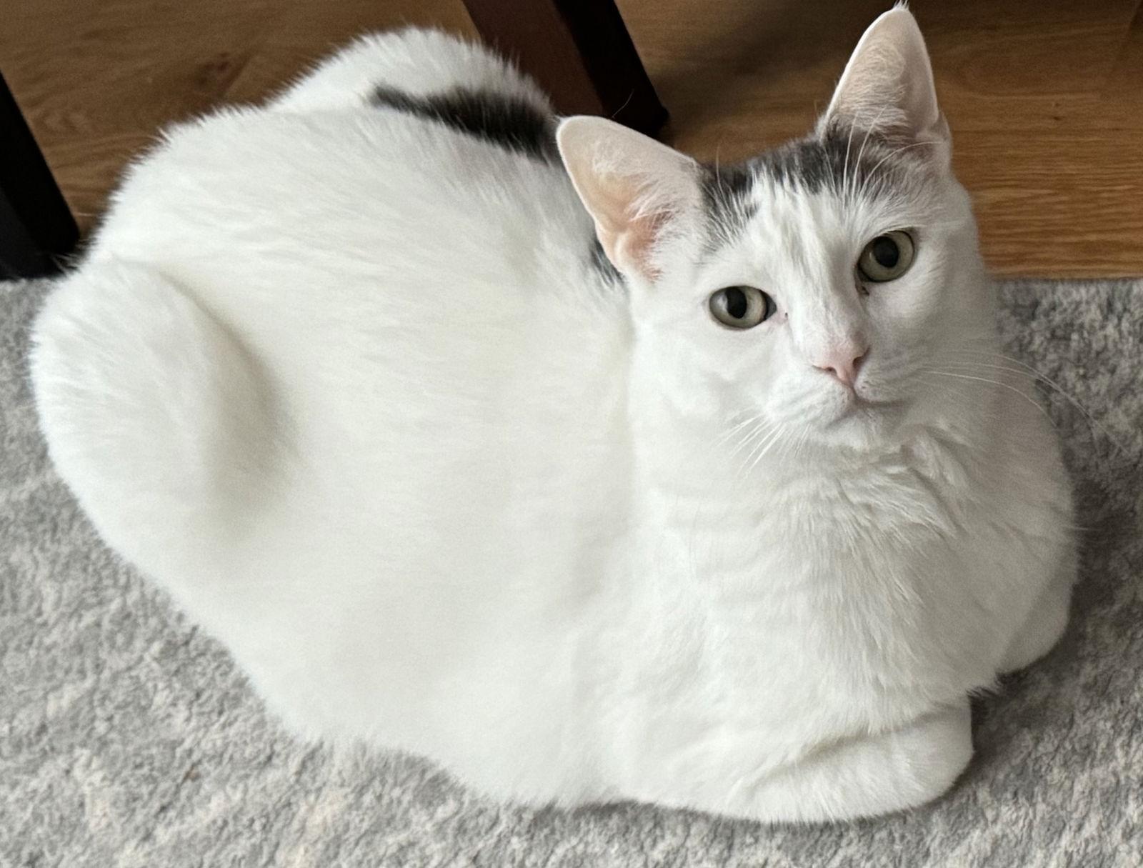 Logan, a Adoptable Domestic Short Hair in Brooklyn, NY image 1/3