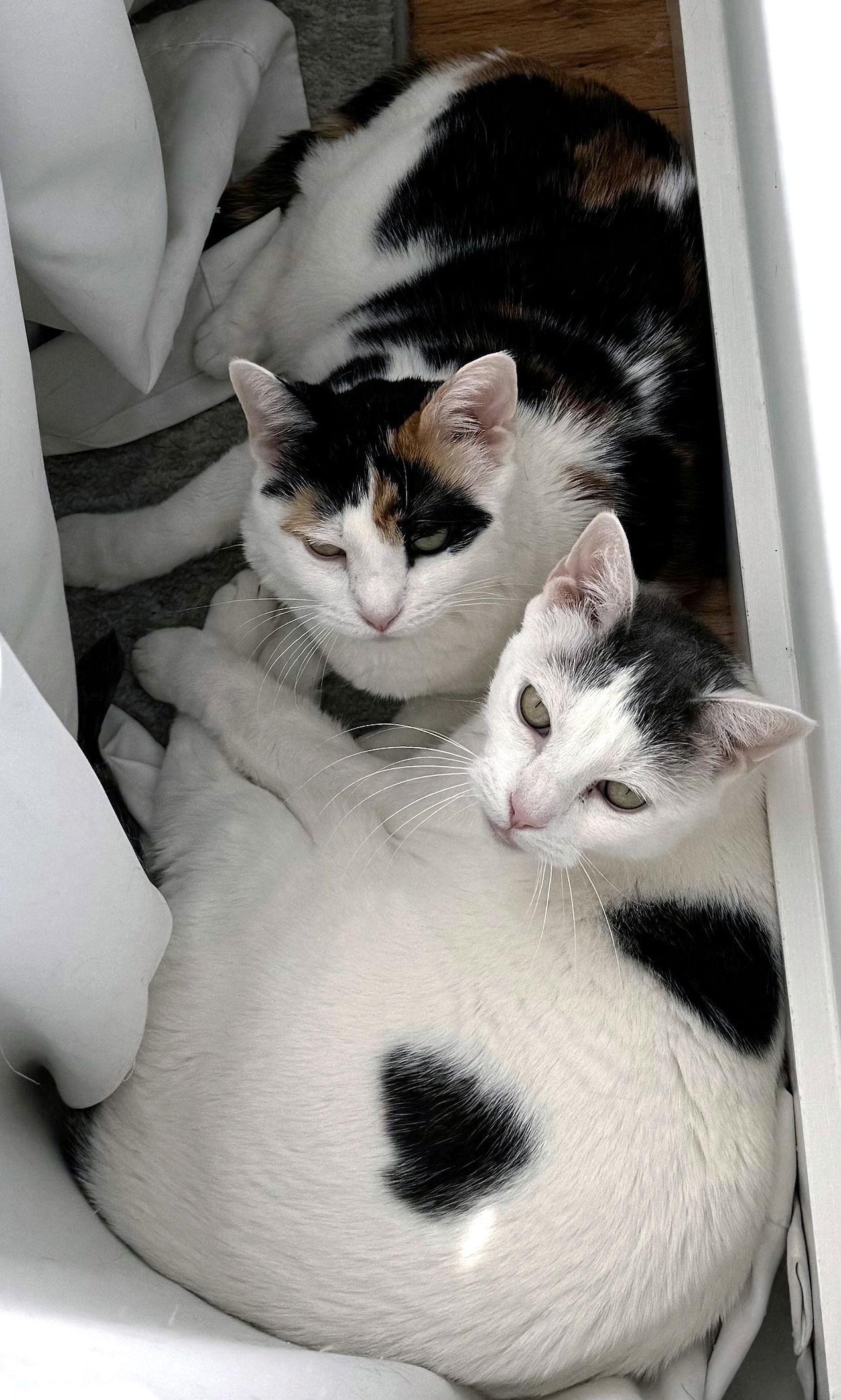 Enlarge Logan, a Adoptable Domestic Short Hair in Brooklyn, NY image 2/3