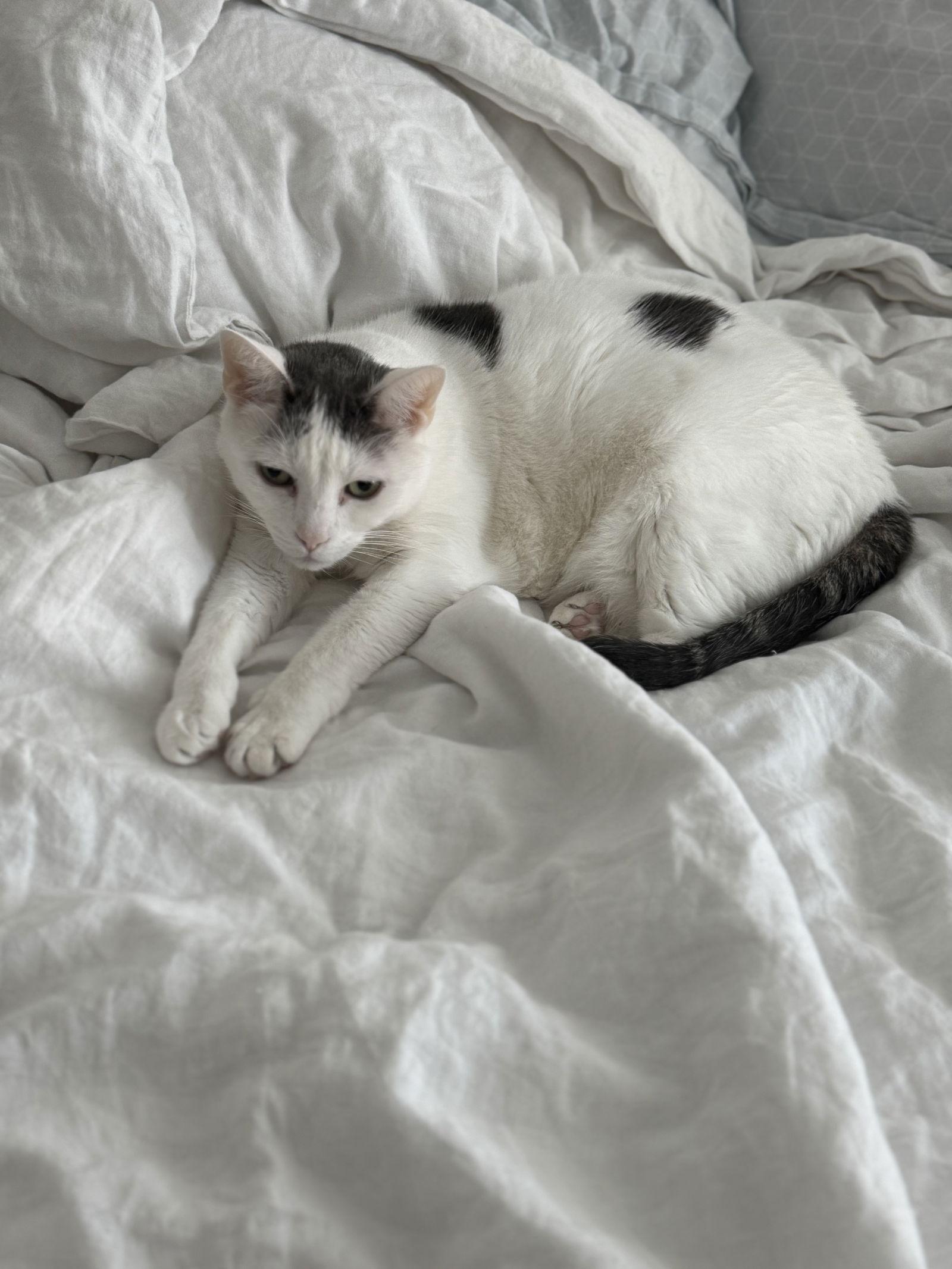 Logan, a Adoptable Domestic Short Hair in Brooklyn, NY image 2/3