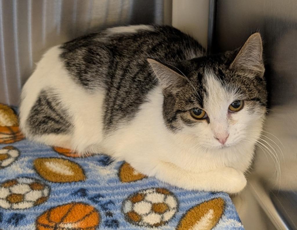 Cedar 161, Adoptable, Kitten Female Domestic Short Hair.