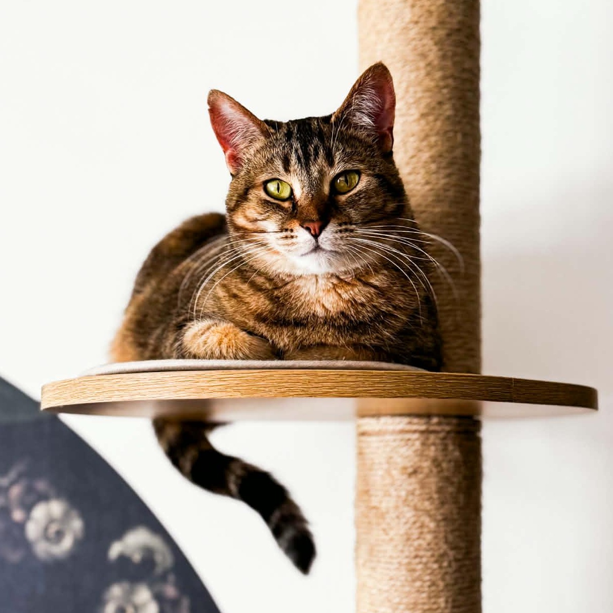 Phyllis, Adoptable, Young Female Domestic Short Hair & Tabby.