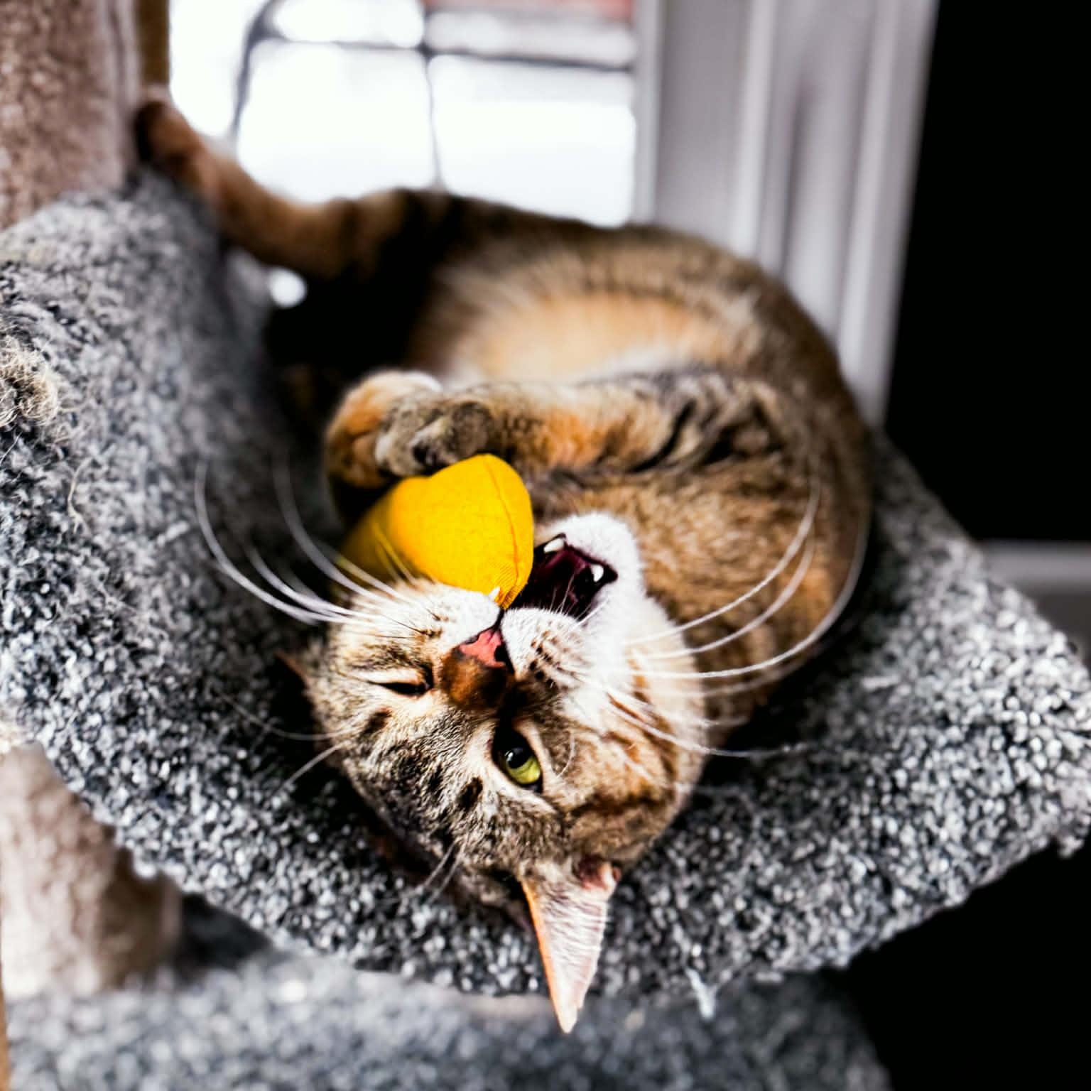 Phyllis, a Adoptable mixed breed in Kentwood, MI image 4/5