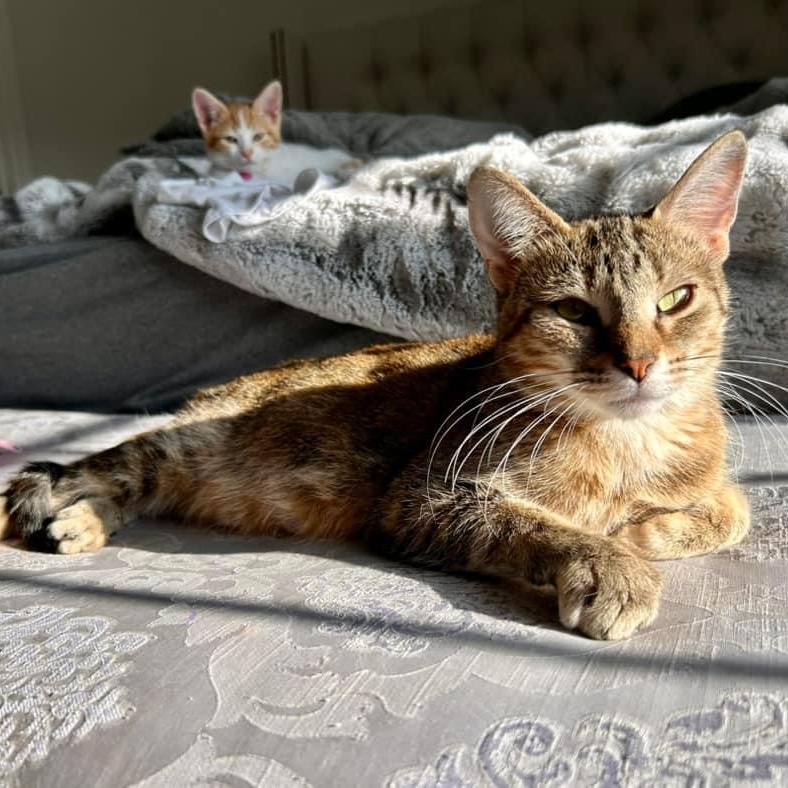 Phyllis, a Adoptable mixed breed in Kentwood, MI image 1/5