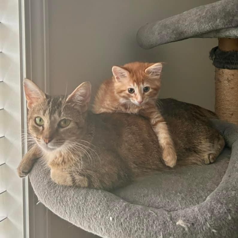 Phyllis, a Adoptable mixed breed in Kentwood, MI image 5/5