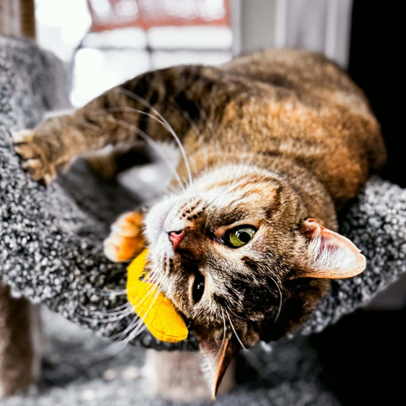 Phyllis, a Adoptable mixed breed in Kentwood, MI image 2/5