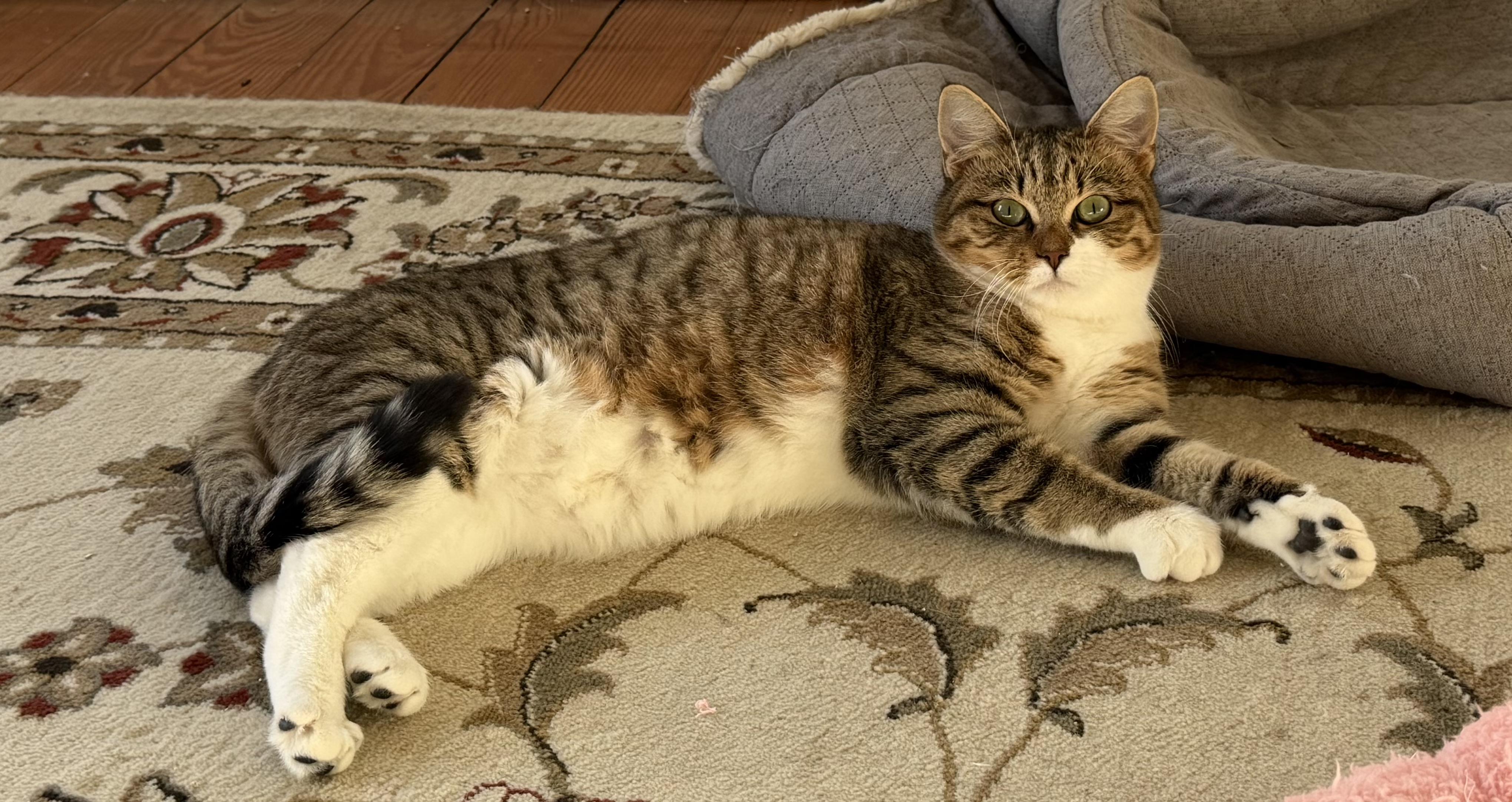 Enlarge Ryn, a Adoptable Tabby in Oriental , NC image 6/6