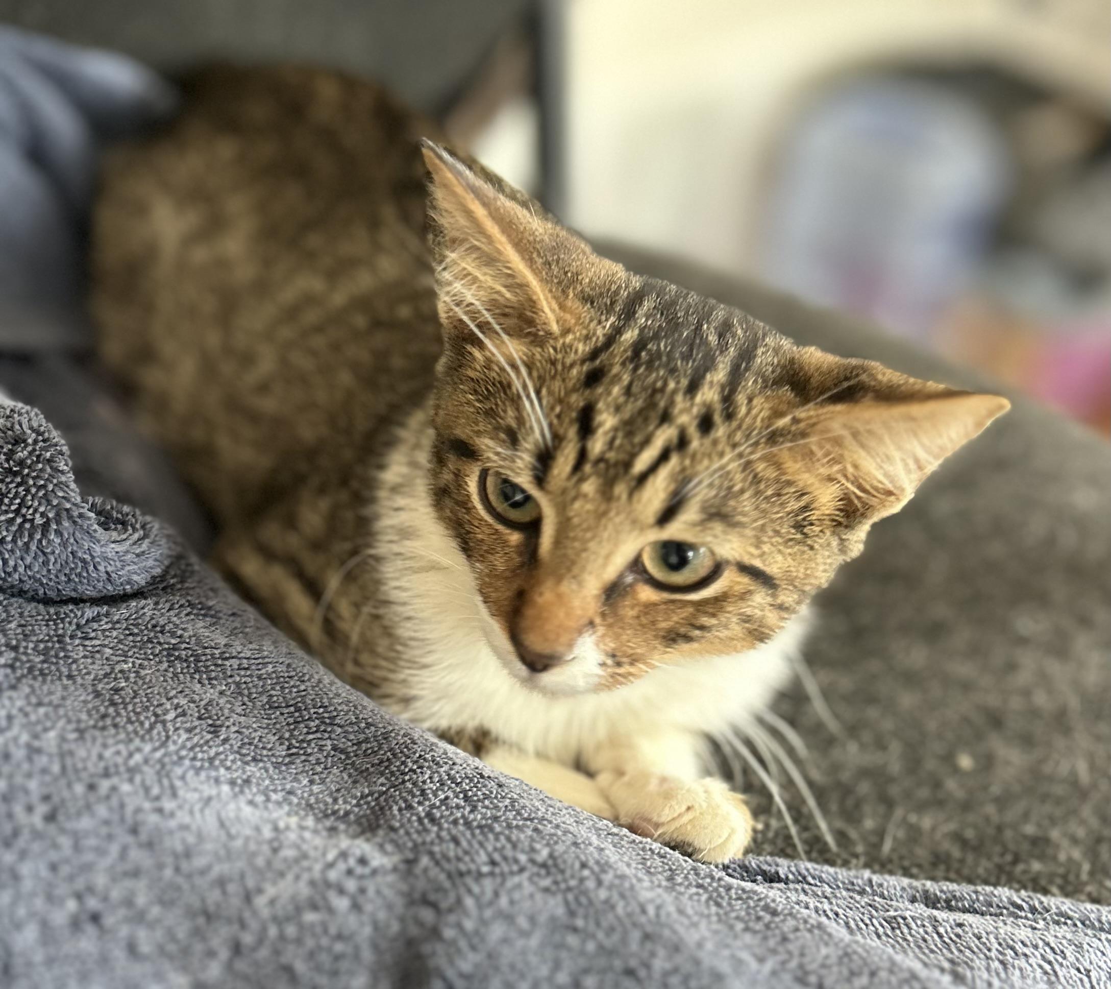 Enlarge Ryn, a Adoptable Tabby in Oriental , NC image 5/6