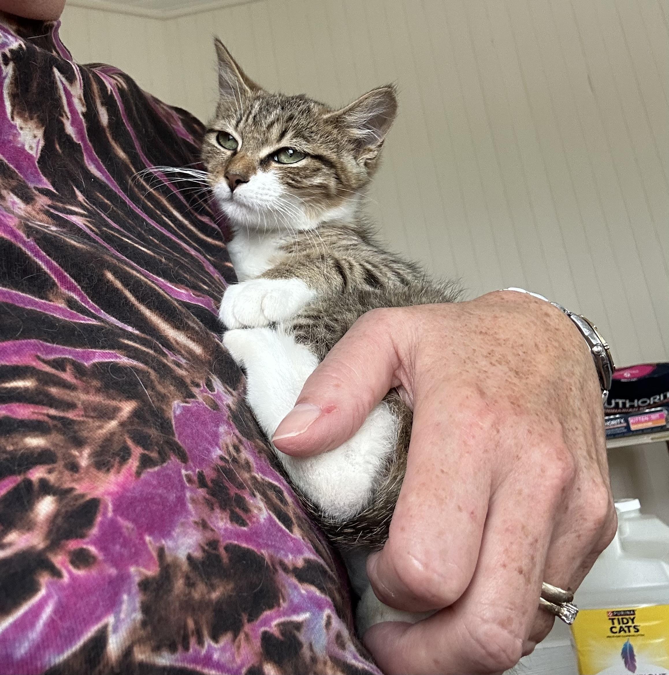 Enlarge Ryn, a Adoptable Tabby in Oriental , NC image 3/6
