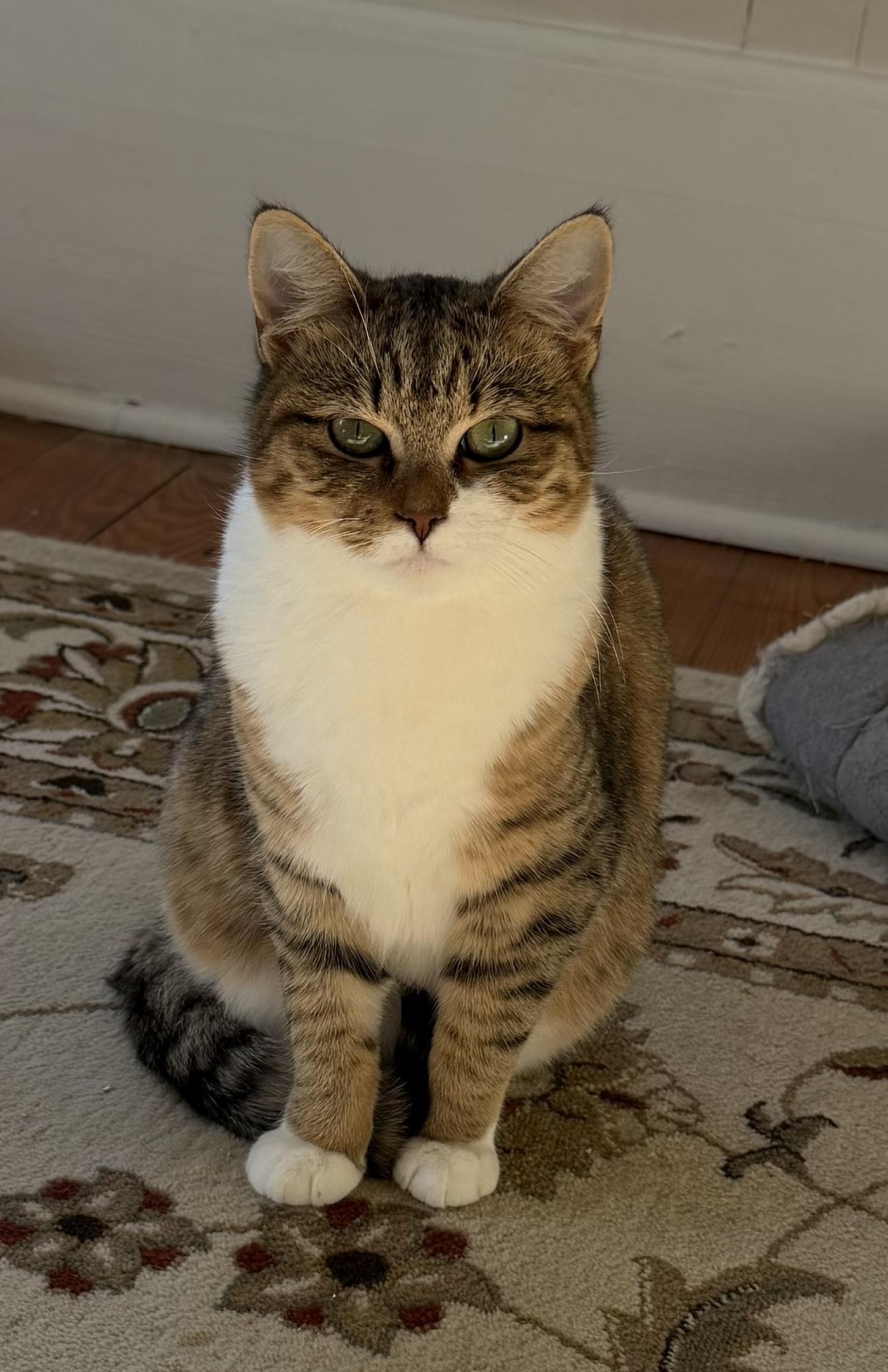 Enlarge Ryn, a Adoptable Tabby in Oriental , NC image 1/6