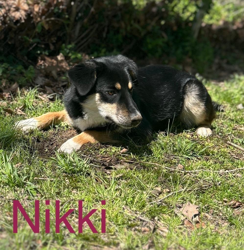 Nikki, Adoptable, Young Female Shepherd.