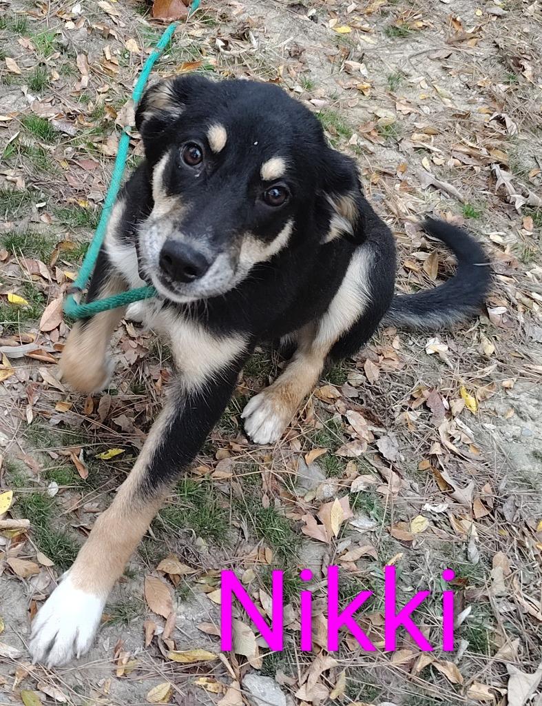 Nikki, Adoptable, Young Female Shepherd.
