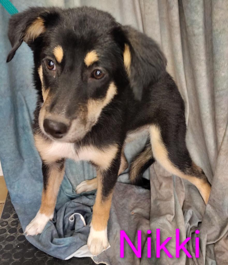 Enlarge Nikki, a Adoptable Shepherd in Mena, AR image 2/2