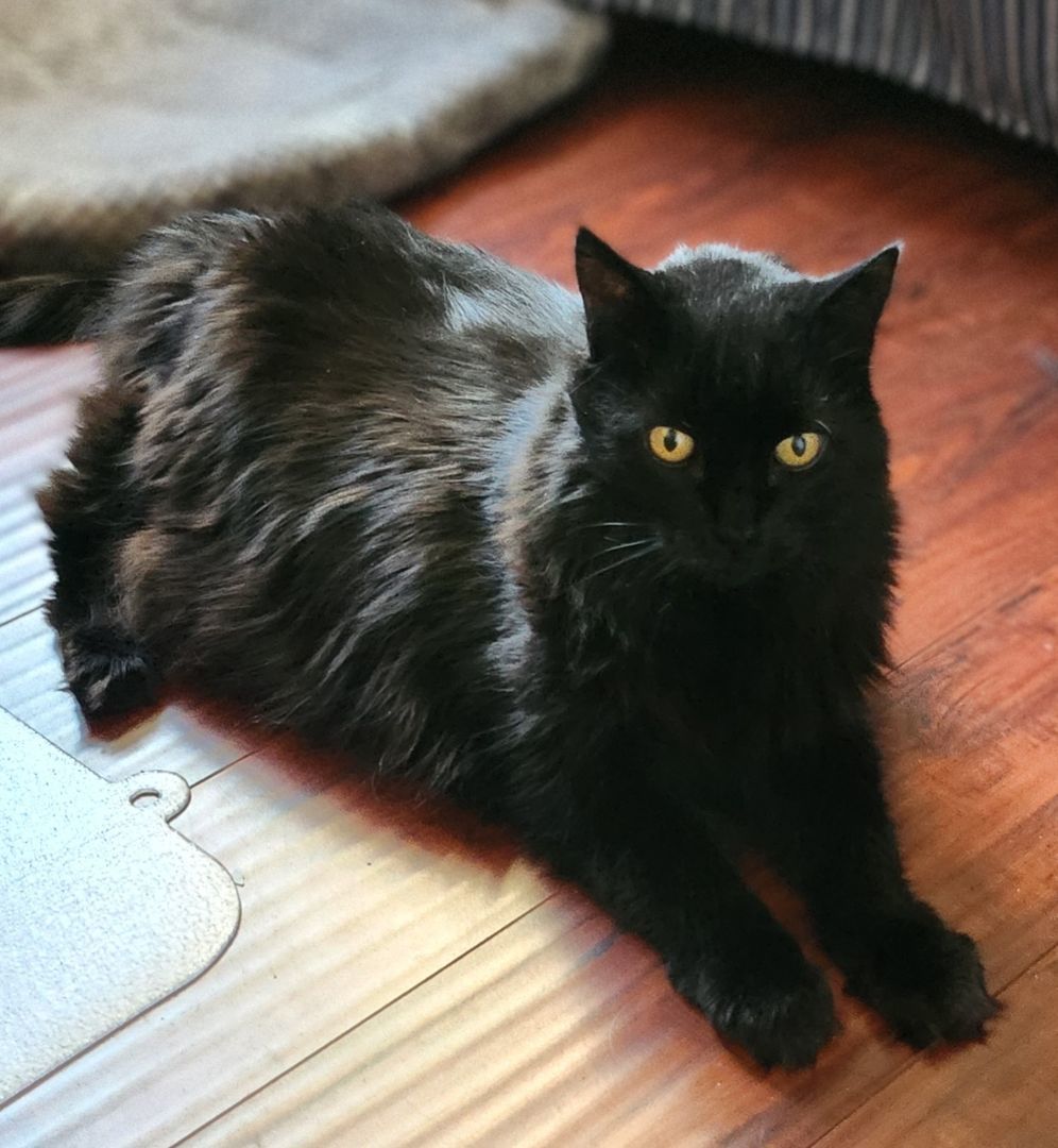 Jessie (Baby Kitty) photo 5