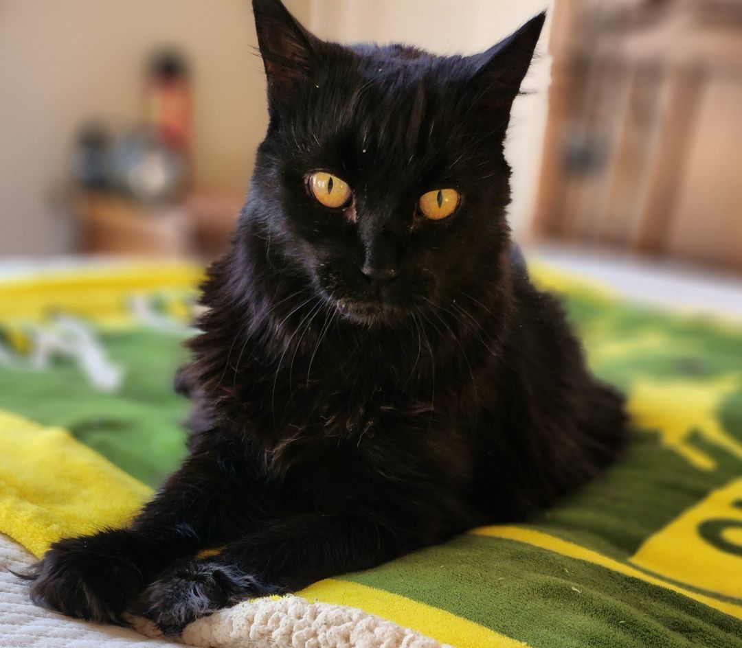 Jessie (Baby Kitty) photo 2