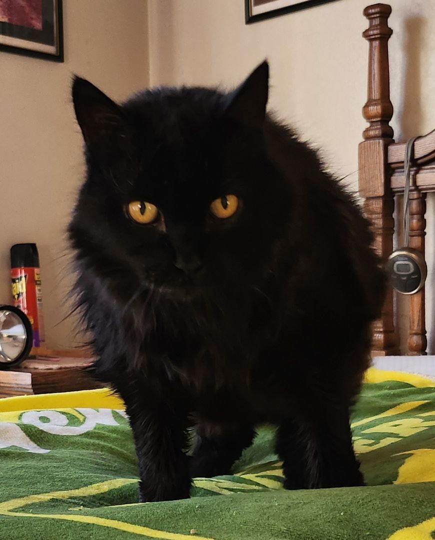 Jessie (Baby Kitty), Senior Female Domestic Medium Hair
