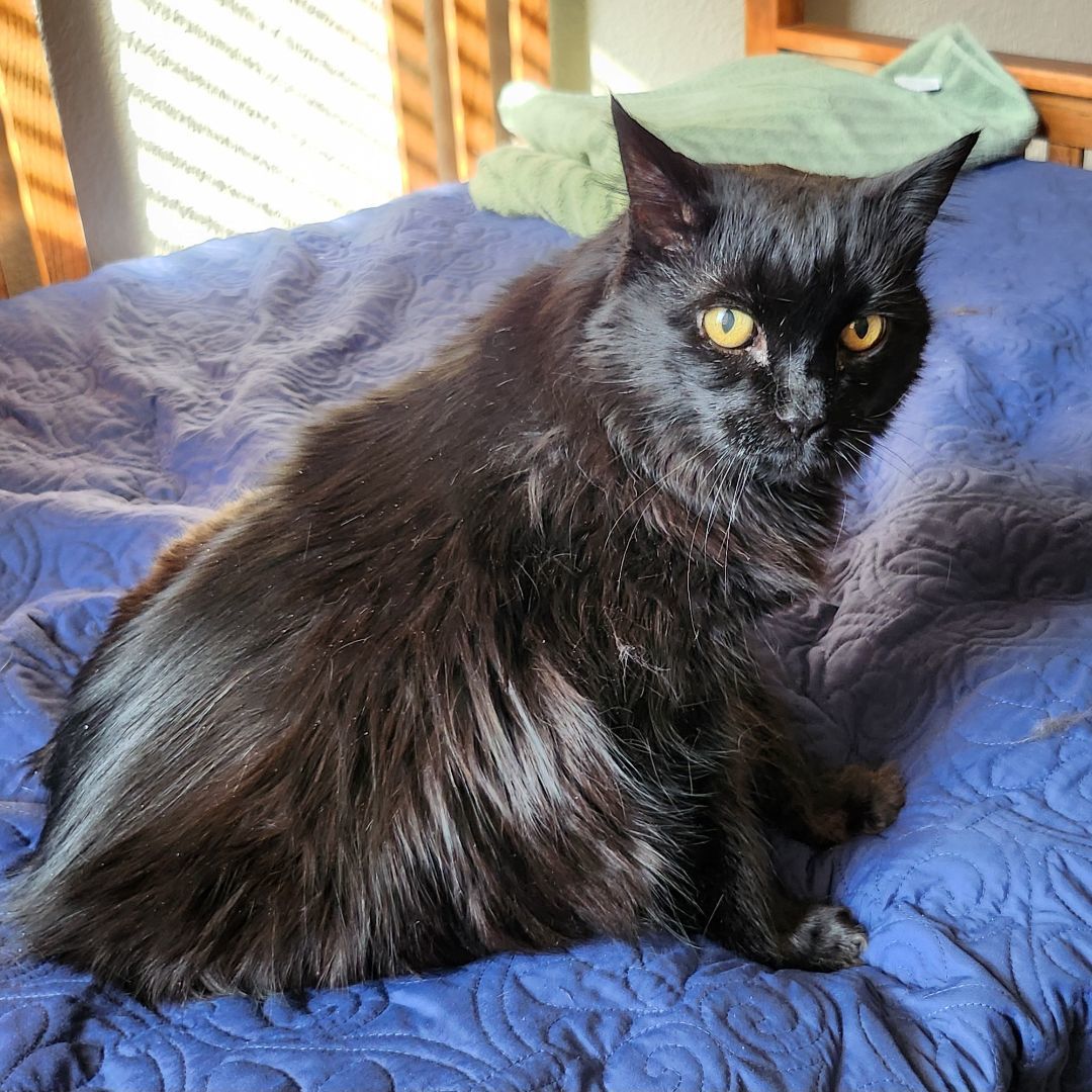 Jessie (Baby Kitty) photo 4