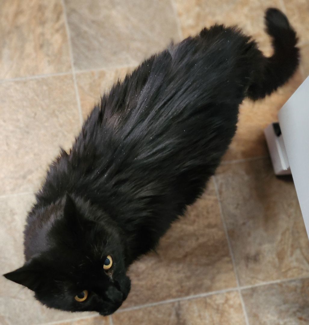 Jessie (Baby Kitty) photo 3