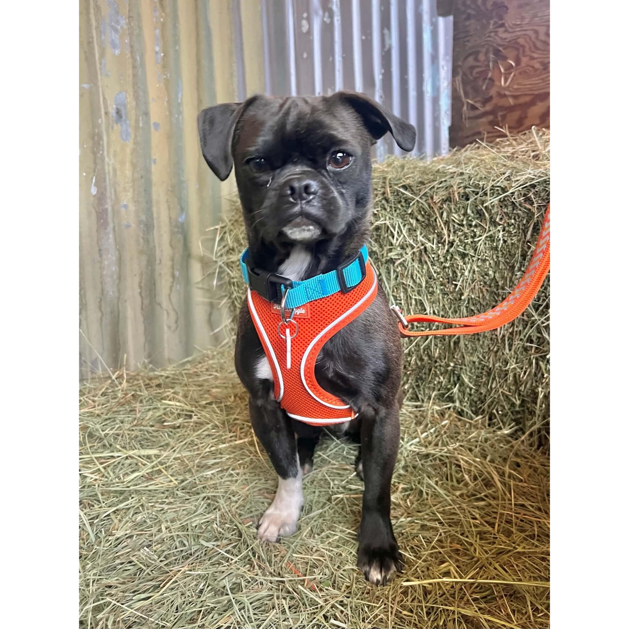 Enlarge Milo, a Adoptable mixed breed in Boulder, CO image 5/6