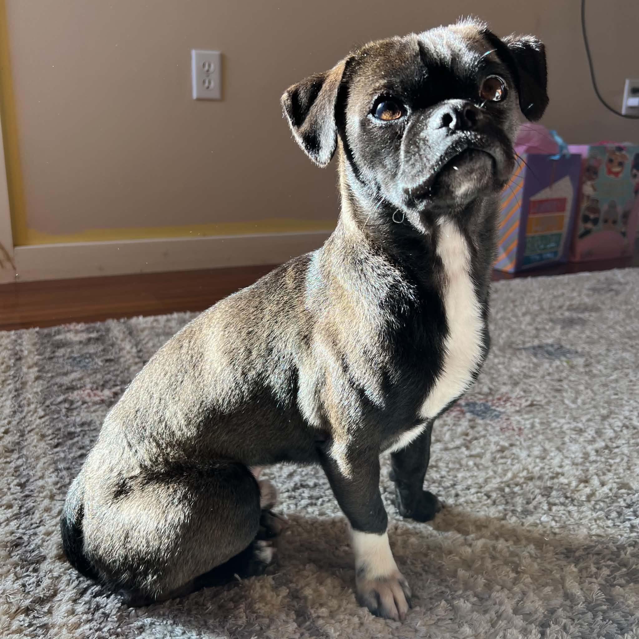 Enlarge Milo, a Adoptable mixed breed in Boulder, CO image 1/6