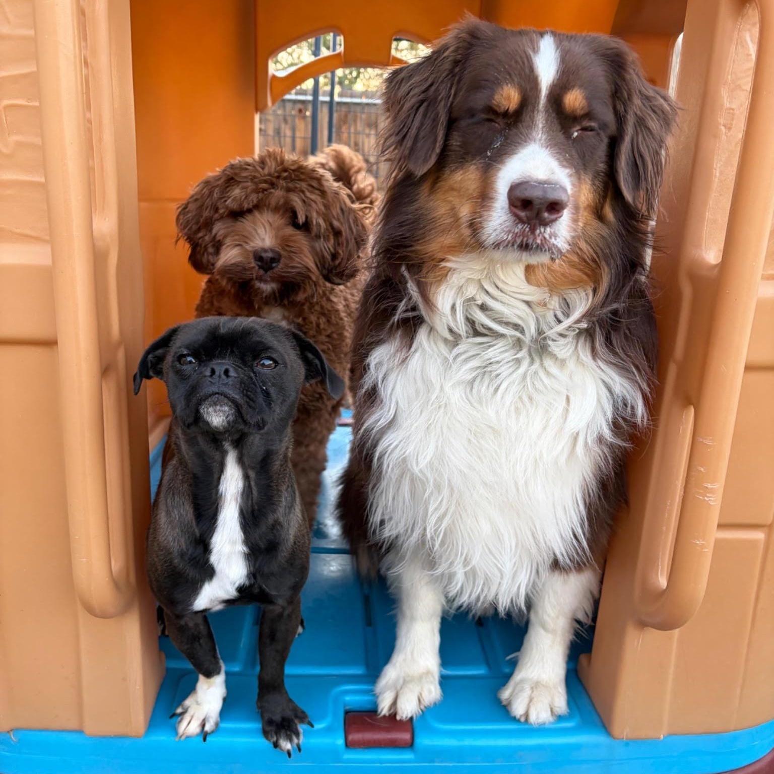 Enlarge Milo, a Adoptable mixed breed in Boulder, CO image 3/6