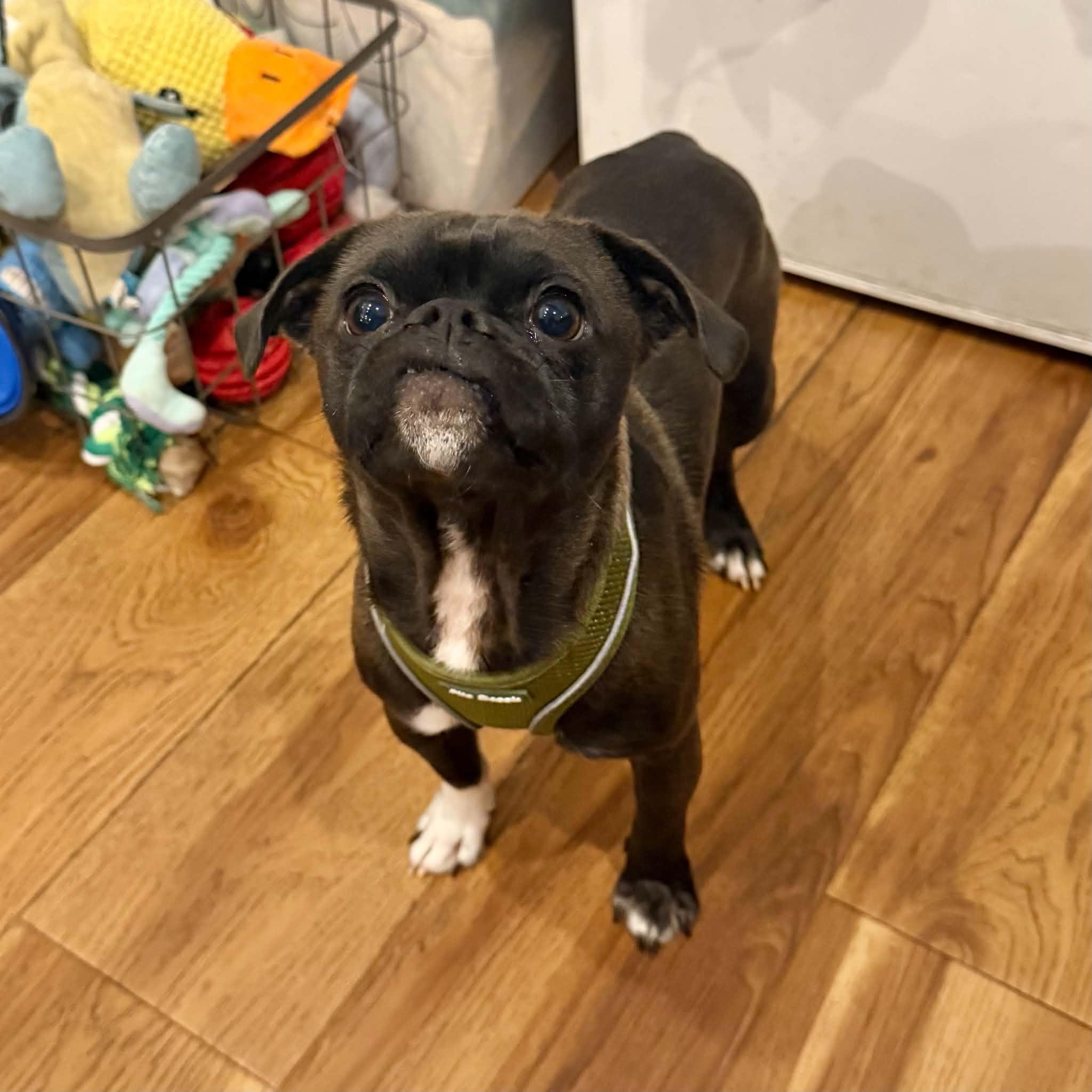 Enlarge Milo, a Adoptable mixed breed in Boulder, CO image 6/6