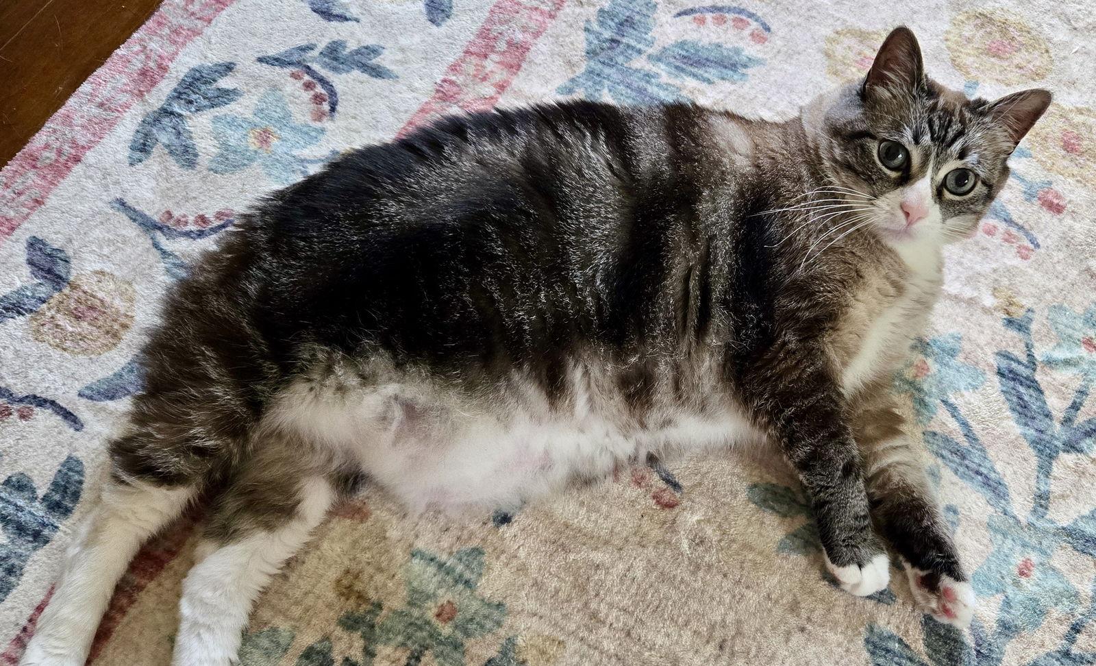 Mama Kitty - NC, a Adoptable mixed breed in Liberty, NC image 1/3