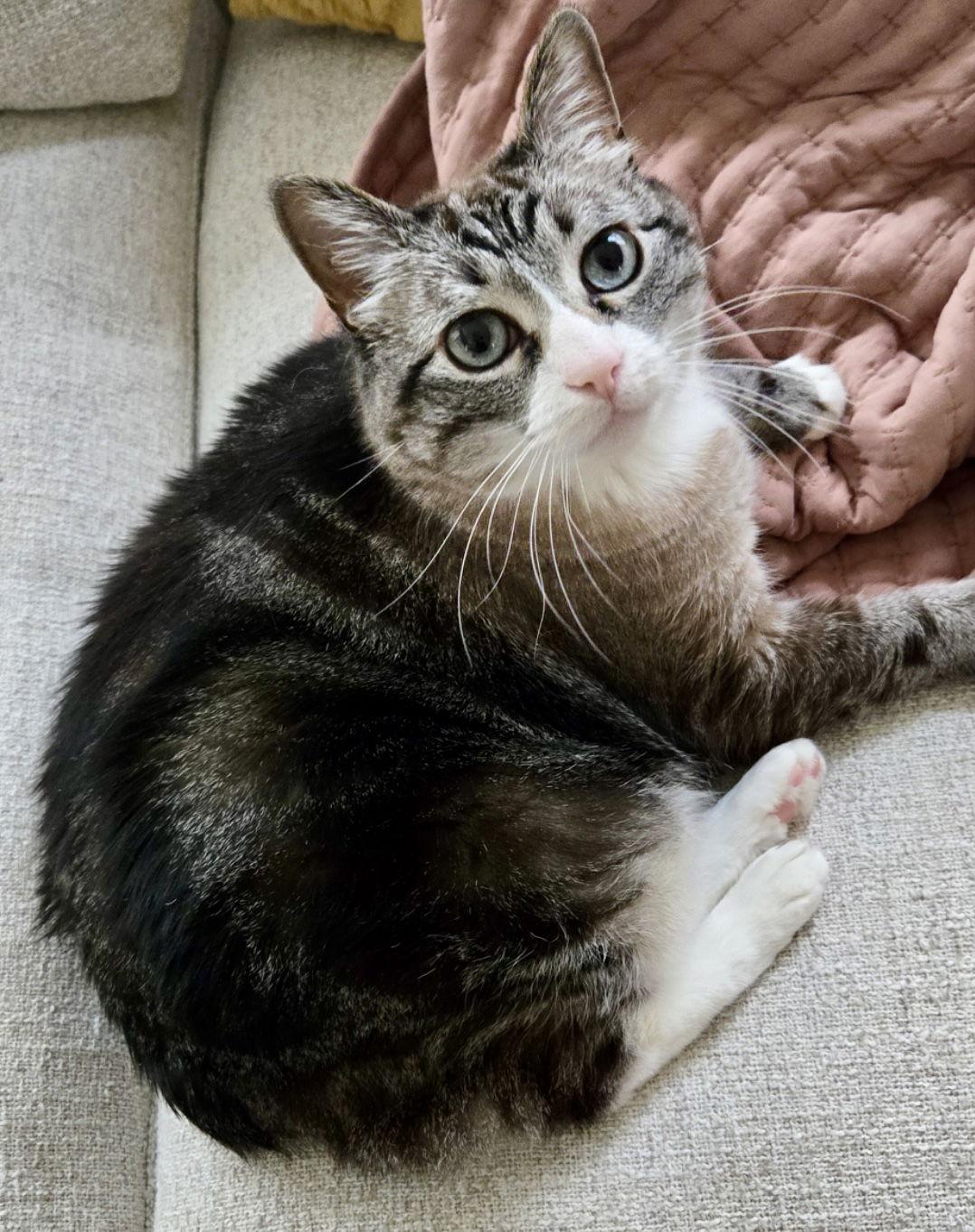 Mama Kitty - NC, a Adoptable mixed breed in Liberty, NC image 2/3