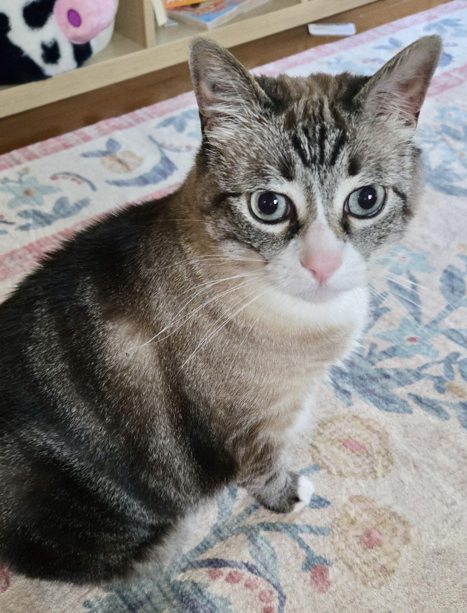 Mama Kitty - NC, a Adoptable mixed breed in Liberty, NC image 3/3