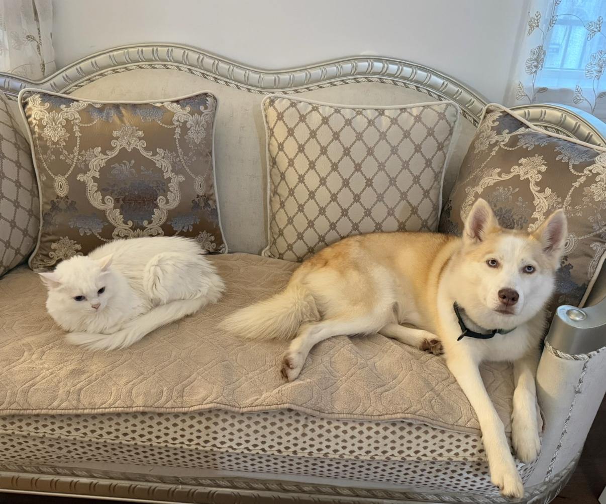 Enlarge Candy, a ADOPTABLE Siberian Husky in New Orleans, LA image 2/4