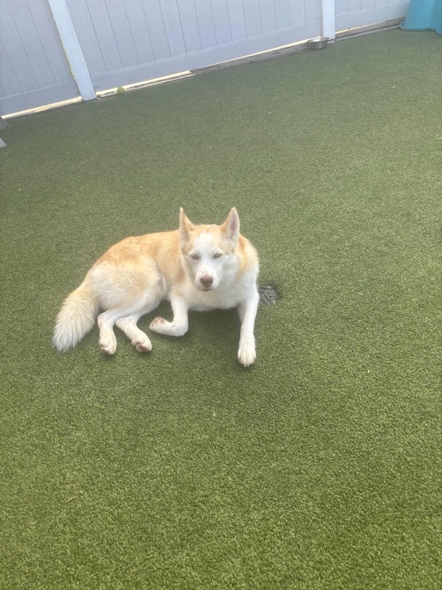 Enlarge Candy, a ADOPTABLE Siberian Husky in New Orleans, LA image 4/4