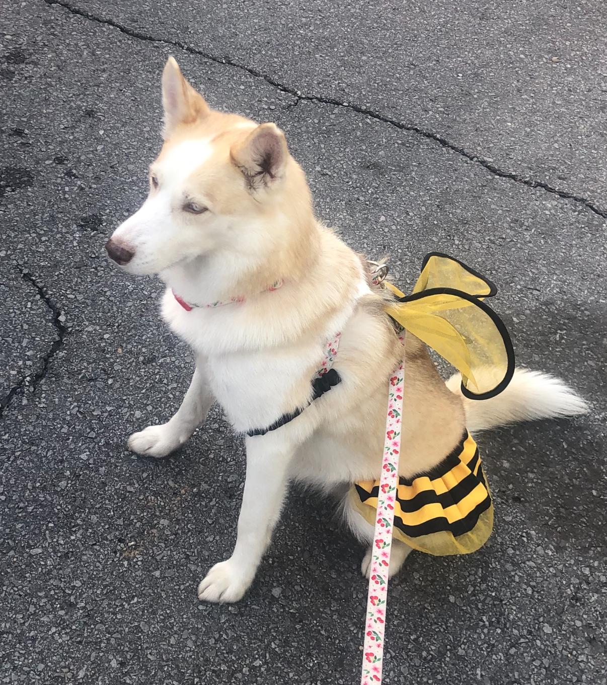 Enlarge Candy, a ADOPTABLE Siberian Husky in New Orleans, LA image 3/4