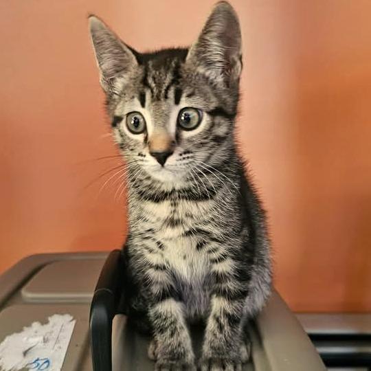 Enlarge Aurora - BONDED PAIR (Aurora/Solar), a Adoptable Domestic Short Hair in Reading, PA image 2/2