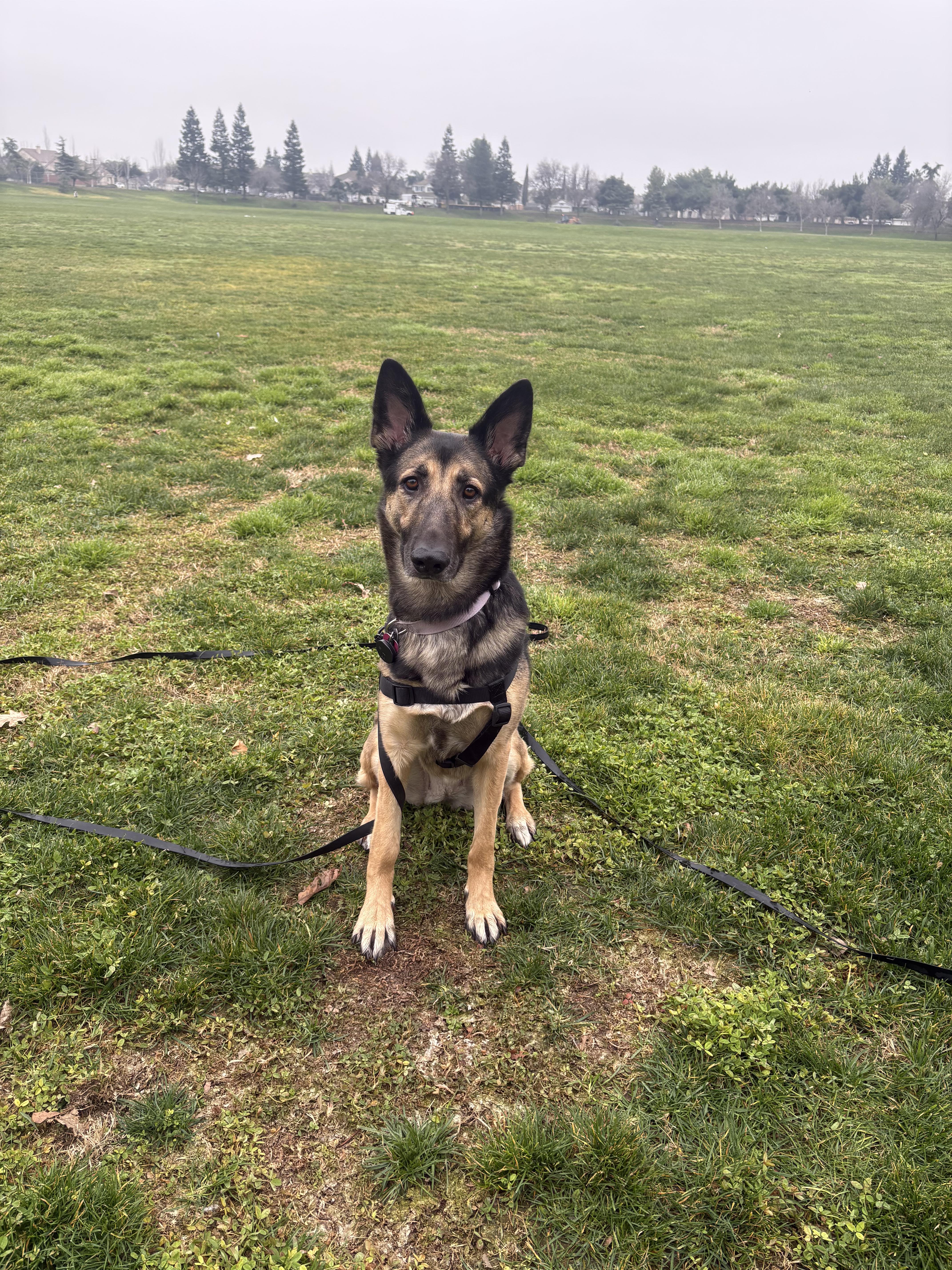 Penny, a Adoptable German Shepherd Dog in Tracy, CA image 2/6