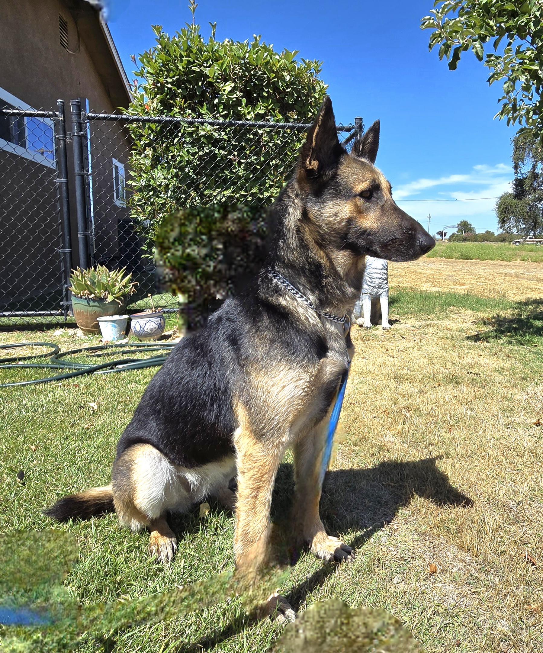 Penny, a Adoptable German Shepherd Dog in Tracy, CA image 5/5