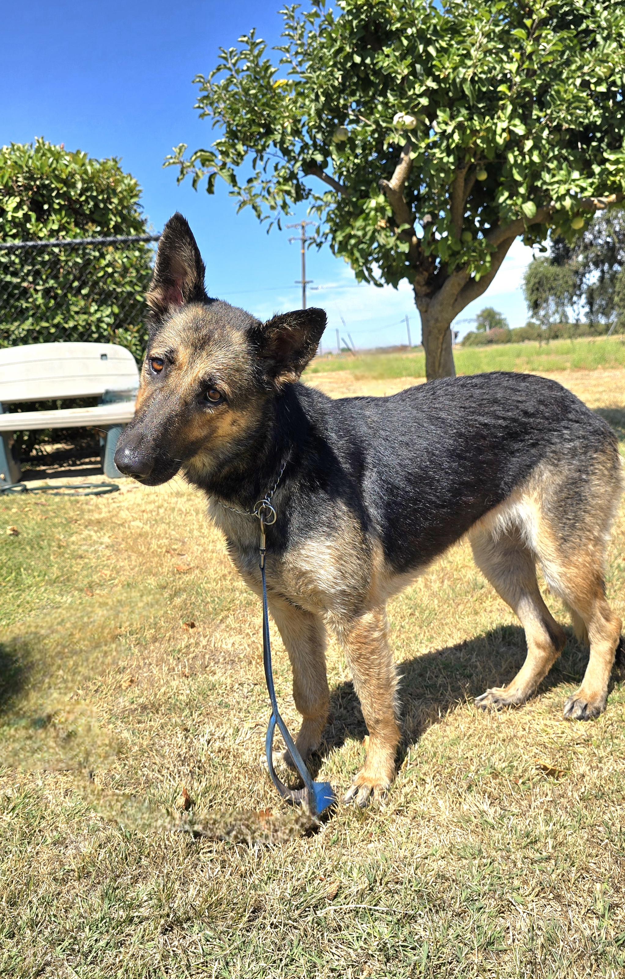 Penny, a Adoptable German Shepherd Dog in Tracy, CA image 4/5