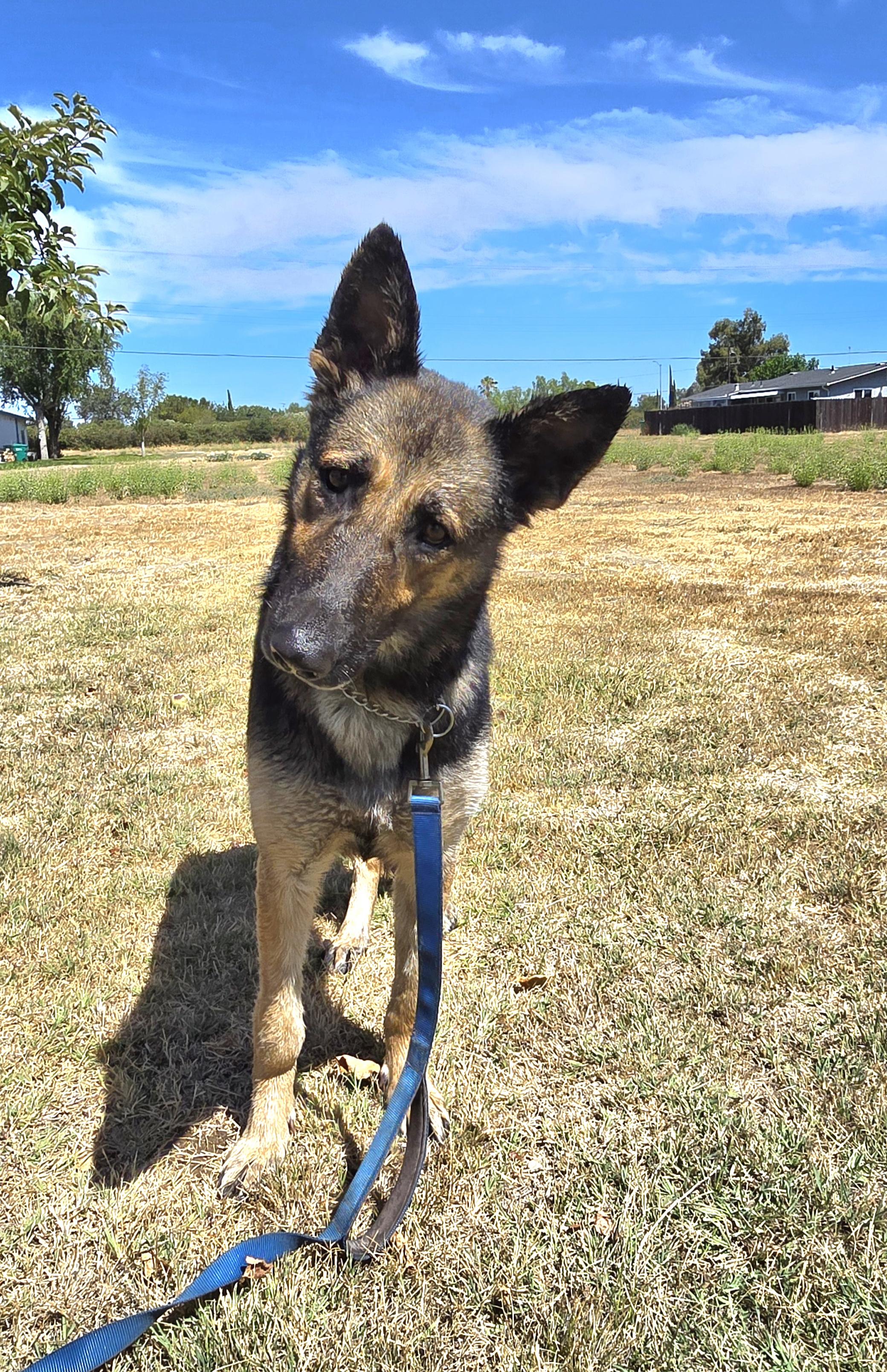 Penny, a Adoptable German Shepherd Dog in Tracy, CA image 2/5