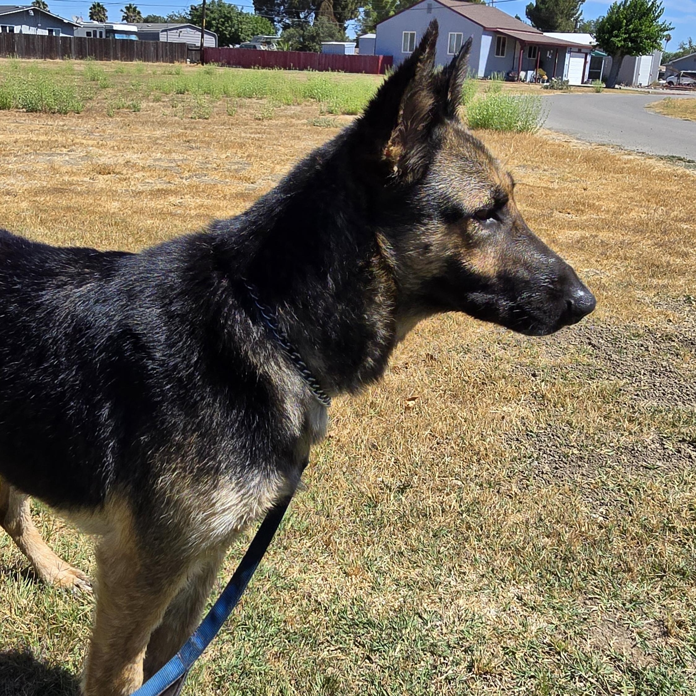 Penny, a Adoptable German Shepherd Dog in Tracy, CA image 3/5