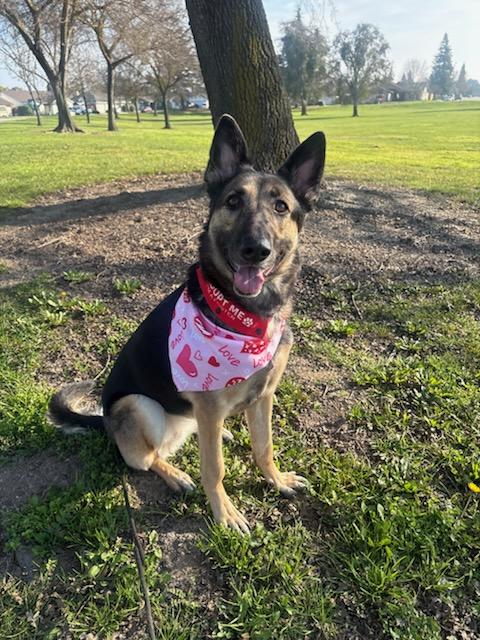 Penny, a Adoptable German Shepherd Dog in Tracy, CA image 3/6