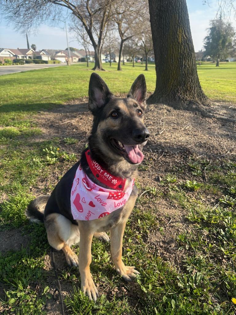 Penny, Adoptable, Adult Female German Shepherd Dog.